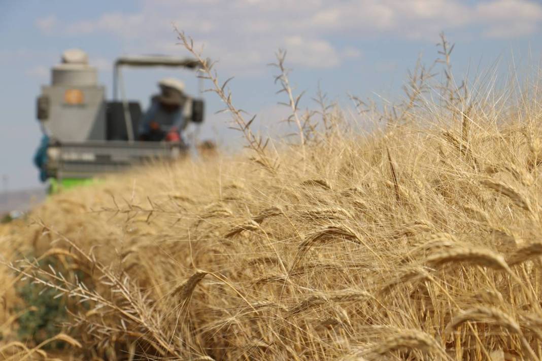Dünyanın gözü Türkiye'deki bu tarlada! Adım adım yaklaşan felakete çözüm olabilir 10